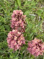 Dactylorhiza sambucina