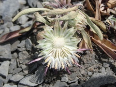 Townsendia rothrockii