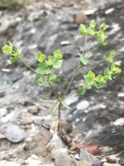 Euphorbia taurinensis