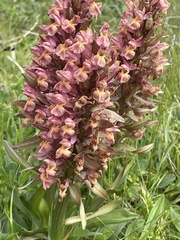 Dactylorhiza sambucina