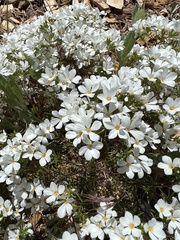 Leptosiphon floribundus