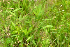 Dichanthelium implicatum