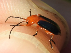 Phyllobrotica