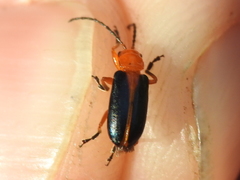 Phyllobrotica
