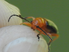 Phyllobrotica