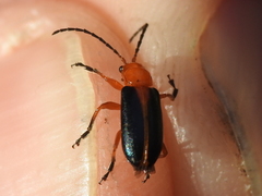 Phyllobrotica