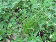 Carex rosea