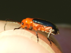 Phyllobrotica