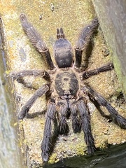 Tapinauchenius cupreus