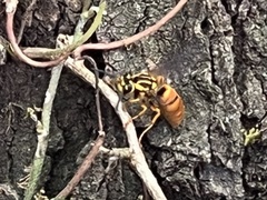 Vespula squamosa