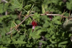 Ribes lobbii