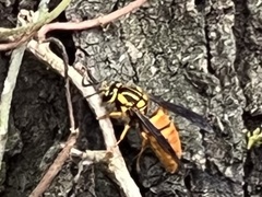 Vespula squamosa