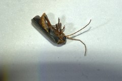 Cantharis nigricans