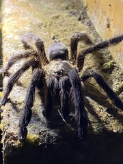 Tapinauchenius cupreus