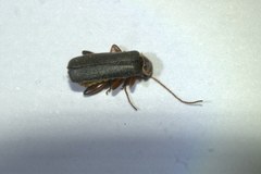 Cantharis nigricans