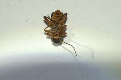 Cantharis nigricans
