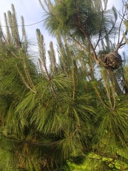 Pinus greggii greggii