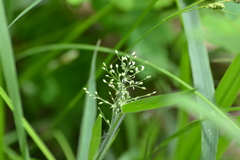 Dichanthelium praecocius