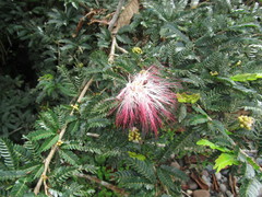Calliandra selloi