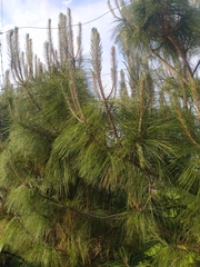 Pinus greggii greggii