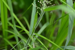 Dichanthelium praecocius