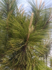 Pinus greggii greggii
