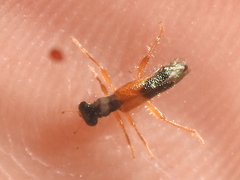 Isohydnocera schusteri