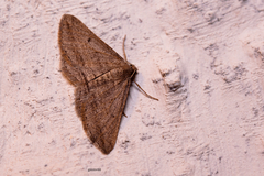 Geometridae