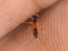 Isohydnocera schusteri