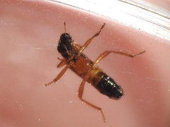 Isohydnocera schusteri