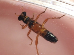 Isohydnocera schusteri