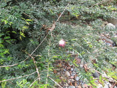 Calliandra selloi