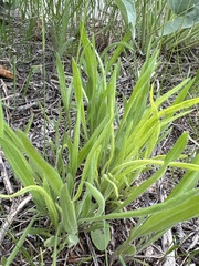 Antennaria anaphaloides
