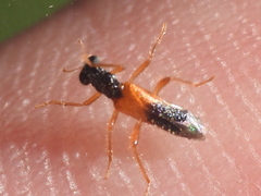 Isohydnocera schusteri