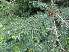 Calliandra selloi