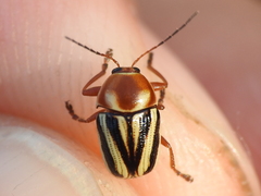 Cryptocephalus bispinus