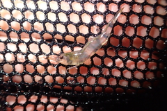 Paratya curvirostris