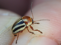 Cryptocephalus bispinus