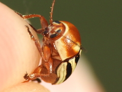 Cryptocephalus bispinus