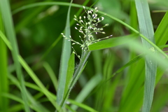 Dichanthelium praecocius