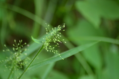 Dichanthelium praecocius