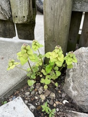 Lamium purpureum