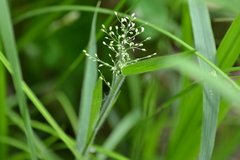 Dichanthelium praecocius