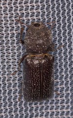 Apatides fortis