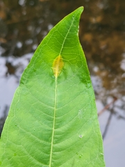Puccinia minutissima