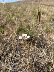 Calochortus argillosus