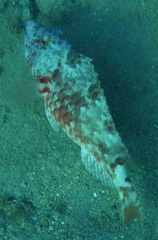 Sparisoma