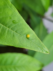 Puccinia minutissima