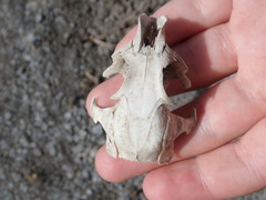 Cynomys gunnisoni