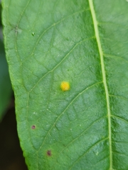 Puccinia minutissima